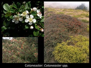 Cotoneaster: Cotoneaster spp.
 