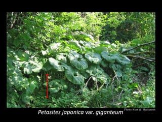 Photo: Kurt W. Heckeroth
Petasites japonica var. giganteum
 