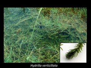 Photo: University of Georgia
                               Hydrilla verticillata
 