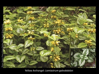 Photo: Nancy Ness, Grays Harbor, WA; insert: King County




Yellow Archangel: Lamiastrum galeobdolon
 