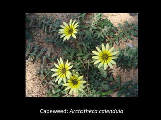 Capeweed: Arctotheca calendula
 