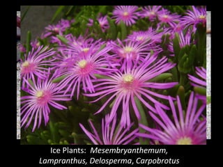 Ice Plants:  Mesembryanthemum, 
Lampranthus, Delosperma, Carpobrotus
 