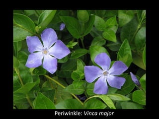 Periwinkle: Vinca major
 
