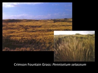 Crimson Fountain Grass: Pennisetum setaceum
 