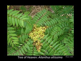 Tree of Heaven: Ailanthus altissima   Photo: USFS
 