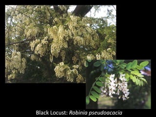 Black Locust: Robinia pseudoacacia
 