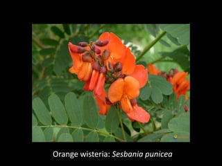 Orange wisteria: Sesbania punicea
 