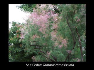 Salt Cedar: Tamarix ramosissima
 