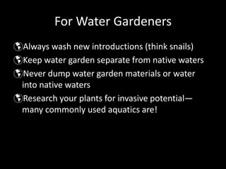 For Water Gardeners
Always wash new introductions (think snails)
Keep water garden separate from native waters
Never dump water garden materials or water 
into native waters
Research your plants for invasive potential—
many commonly used aquatics are!
 