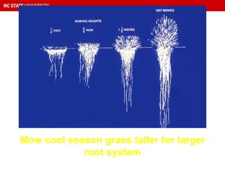 Mow cool season grass taller for larger
root system
 