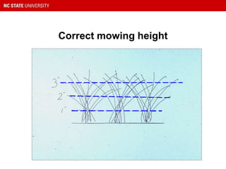 Correct mowing height
 