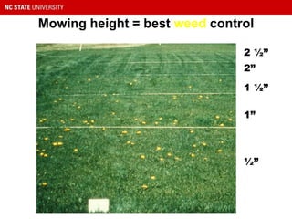Mowing height = best weed control
2 ½”
2”
1 ½”
1”
½”
 