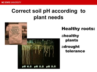 Correct soil pH according to
plant needs
Healthy roots:
ahealthy
plants
adrought
tolerance
 