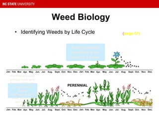 Weed Biology
• Identifying Weeds by Life Cycle (page 51)
Biennial weeds
complete a life
cycle in 2 years.
Perennial weeds
persist from year
to year. They can
be spread by
seeds
and regrow from
roots, rhizomes,
stolons or
tubers.
 