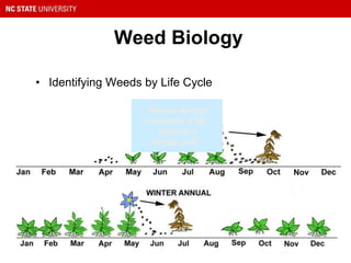 Weed Biology
• Identifying Weeds by Life Cycle
Annual weeds
complete a life
cycle in a
single year.
 