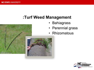 :Turf Weed Management
• Bahiagrass
• Perennial grass
• Rhizomatous
 