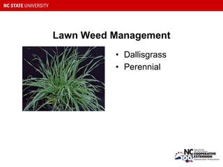 Lawn Weed Management
• Dallisgrass
• Perennial
 