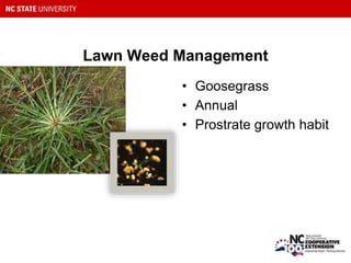 Lawn Weed Management
• Goosegrass
• Annual
• Prostrate growth habit
 