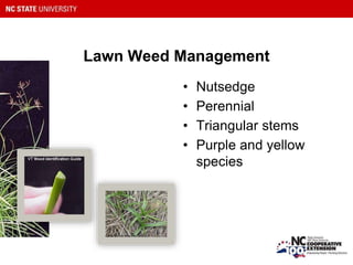 Lawn Weed Management
• Nutsedge
• Perennial
• Triangular stems
• Purple and yellow
species
 