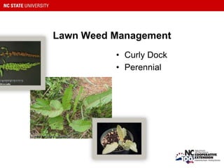 Lawn Weed Management
• Curly Dock
• Perennial
 
