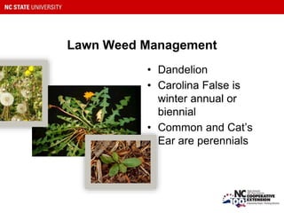 Lawn Weed Management
• Dandelion
• Carolina False is
winter annual or
biennial
• Common and Cat’s
Ear are perennials
 