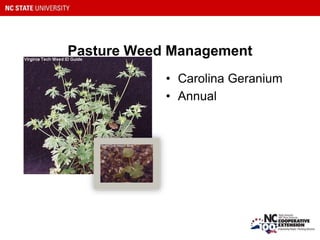 Pasture Weed Management
• Carolina Geranium
• Annual
 