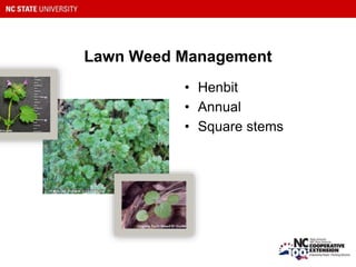Lawn Weed Management
• Henbit
• Annual
• Square stems
 