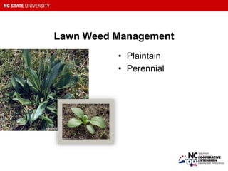 Lawn Weed Management
• Plaintain
• Perennial
 