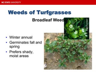 Weeds of Turfgrasses
Common Chickweed
▪ Winter annual
▪ Germinates fall and
spring
▪ Prefers shady,
moist areas
Broadleaf Weeds
 