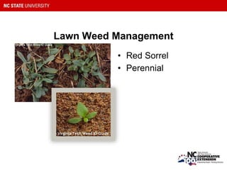 Lawn Weed Management
• Red Sorrel
• Perennial
 