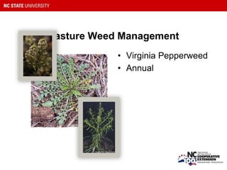 Pasture Weed Management
• Virginia Pepperweed
• Annual
 