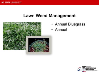 Lawn Weed Management
• Annual Bluegrass
• Annual
 