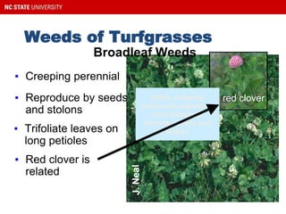 Weeds of Turfgrasses
▪ Creeping perennial
White clover
▪ Trifoliate leaves on
long petioles
red clover
▪ Red clover is
related
Broadleaf Weeds
▪ Reproduce by seeds
and stolons
(Other creeping
perennials reproduce
from rhizomes,
stolons, tubers and
bulbs.)
 
