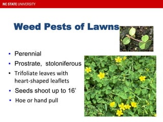 Weed Pests of Lawns
Woodsorrel
▪ Seeds shoot up to 16’
▪ Trifoliate leaves with
heart-shaped leaflets
▪ Prostrate, stoloniferous
▪ Perennial
Identifying Weeds
▪ Hoe or hand pull
 