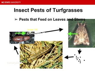 Insect Pests of Turfgrasses
Cutworms and armyworms
adult moth
eggs
caterpillar
pupa
➢ Pests that Feed on Leaves and Stems
Complete Metamorphosis
caterpillar
(page 34)
 