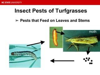 Insect Pests of Turfgrasses
Sod webworm
➢ Pests that Feed on Leaves and Stems
eggs
sod webworm
pupa
adult
moth
 