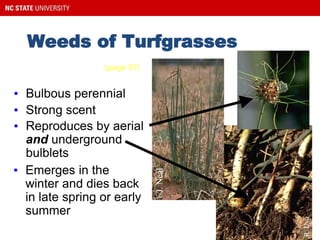 Weeds of Turfgrasses
Wild Garlic
▪ Bulbous perennial
▪ Strong scent
▪ Reproduces by aerial
and underground
bulblets
▪ Emerges in the
winter and dies back
in late spring or early
summer
(page 57)
 