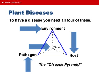 Plant Diseases
To have a disease you need all four of these.
Environment
HostPathogen
Time
The “Disease Pyramid”
 