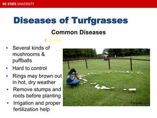 F H Baker
Diseases of Turfgrasses
Fairy Rings
▪ Several kinds of
mushrooms &
puffballs
▪ Hard to control
▪ Rings may brown out
in hot, dry weather
Common Diseases
(page 67)
▪ Remove stumps and
roots before planting
▪ Irrigation and proper
fertilization help
 