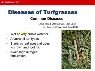 Diseases of Turfgrasses
Helminthosporium
Diseases
(Also called Melting Out, Leaf Spot,
Net-blotch, Crown and Root Rot)
▪ Wet or very humid weather
▪ Attacks all turf types
▪ Starts as leaf spot and goes
to crown and root rot
Common Diseases
(page 69)
▪ Avoid high nitrogen
fertilization
 