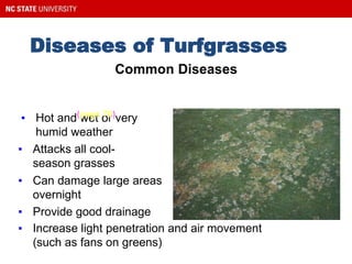 Diseases of Turfgrasses
Pythium Blight (Also called Cottony Blight and Greasy Spot)
▪ Hot and wet or very
humid weather
▪ Attacks all cool-
season grasses
▪ Can damage large areas
overnight
Common Diseases
(page 70)
▪ Provide good drainage
▪ Increase light penetration and air movement
(such as fans on greens)
 