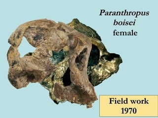 Paranthropus boisei female Field work 1970 