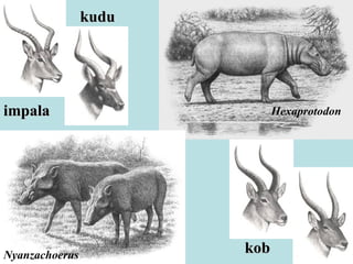 kob Hexaprotodon Nyanzachoerus kudu impala 