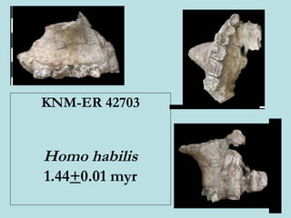KNM-ER 42703 Homo habilis 1.44 + 0.01 myr 