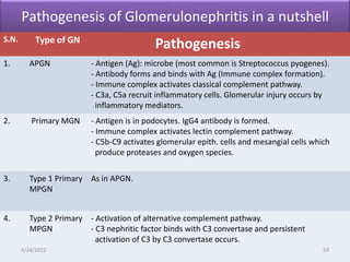 Pathogenesis of Glomerulonephritis in a nutshell
S.N. Type of GN
Pathogenesis
1. APGN - Antigen (Ag): microbe (most common is Streptococcus pyogenes).
- Antibody forms and binds with Ag (Immune complex formation).
- Immune complex activates classical complement pathway.
- C3a, C5a recruit inflammatory cells. Glomerular injury occurs by
inflammatory mediators.
2. Primary MGN - Antigen is in podocytes. IgG4 antibody is formed.
- Immune complex activates lectin complement pathway.
- C5b-C9 activates glomerular epith. cells and mesangial cells which
produce proteases and oxygen species.
3. Type 1 Primary
MPGN
As in APGN.
4. Type 2 Primary
MPGN
- Activation of alternative complement pathway.
- C3 nephritic factor binds with C3 convertase and persistent
activation of C3 by C3 convertase occurs.
4/24/2022 59
 