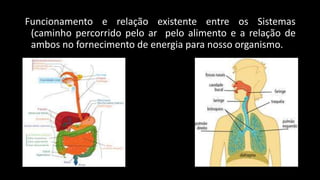 Funcionamento e relação existente entre os Sistemas
(caminho percorrido pelo ar pelo alimento e a relação de
ambos no fornecimento de energia para nosso organismo.
 