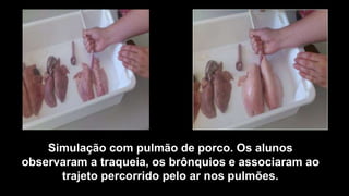 Simulação com pulmão de porco. Os alunos
observaram a traqueia, os brônquios e associaram ao
trajeto percorrido pelo ar nos pulmões.
 