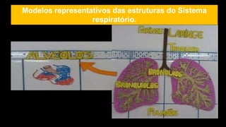 Modelos representativos das estruturas do Sistema
respiratório.
 