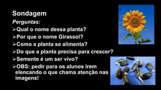 Sondagem
Perguntas:
Qual o nome dessa planta?
Por que o nome Girassol?
Como a planta se alimenta?
Do que a planta precisa para crescer?
Semente é um ser vivo?
OBS: pedir para os alunos irem
elencando o que chama atenção nas
imagens!
 