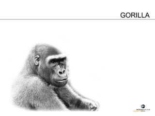 GORILLA 